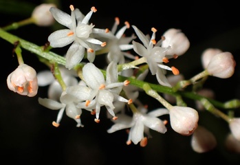 P1112954a.jpg